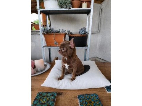 Özel lila renk 1 yaşında dişi chihuahua