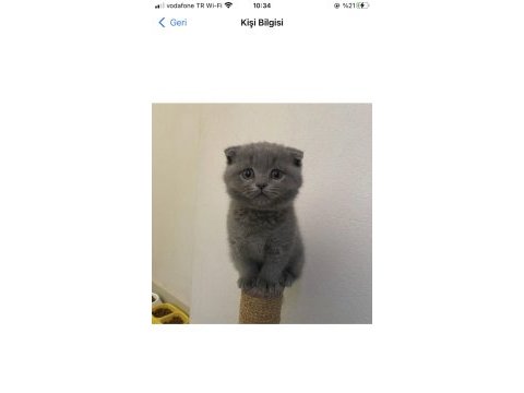 Safkan scottish fold yavrular