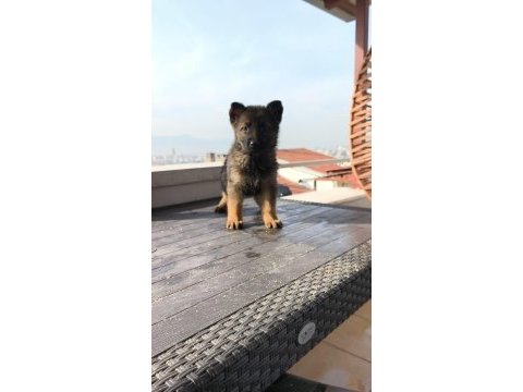 Alman kurdu yavruları