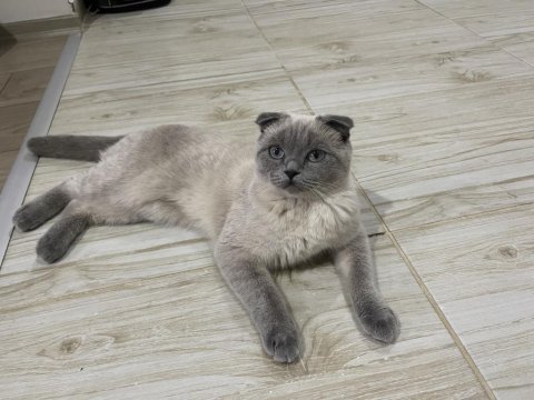 9 aylık scottish fold