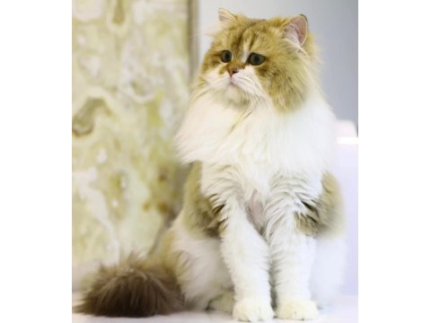 Ücretsiz kısır british longhair