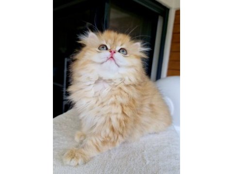 Safkan bebek blh british longhair
