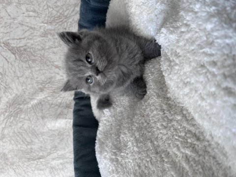 British shorthair yavrular