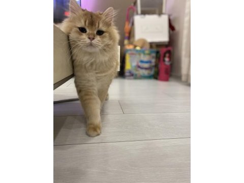1,5 yaşında full şecereli british longhair