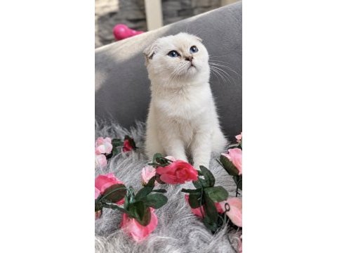 Muhteşem kalite sıfır kulak scottish fold