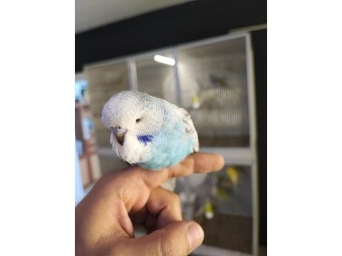 Show jumbo 50 günlük muhabbet kuşu