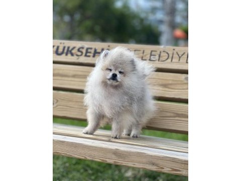 Teacup pomeranian boo