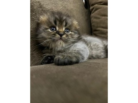Tatlı yavrularımız scottish fold