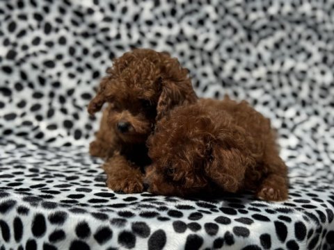 Show kalite tea cup kore poodle yavrumuz