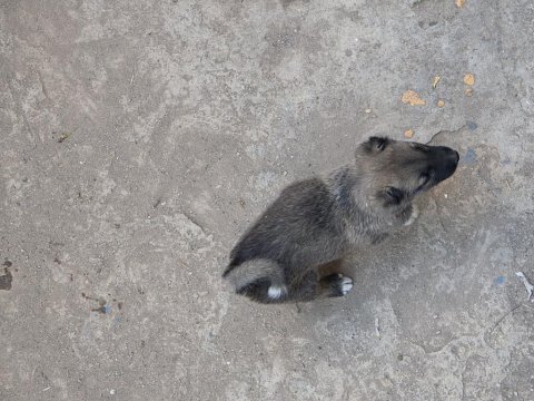 Soylu safkan erkek kangal yavrusu