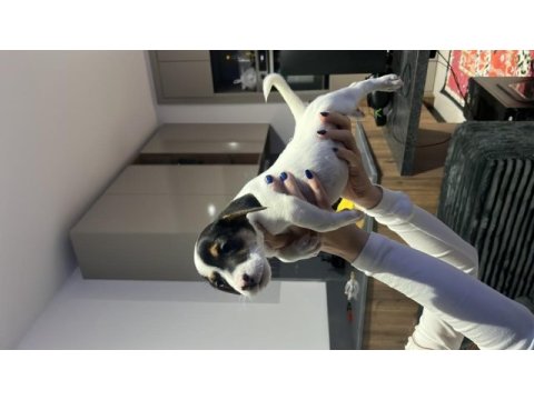 Yeni ailesini bekliyor jack russell terrier