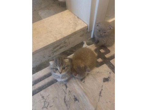 45 günlük bebek kediler