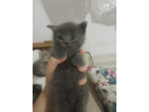 Russian blue yavruları