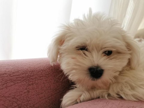Kapınıza teslim maltipoo köpekler