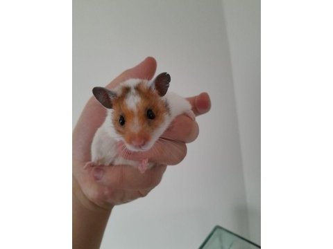 Minik hamsterlar çok tatlı