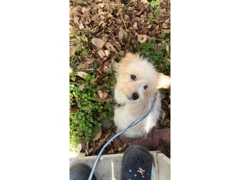 Terrier yavrumuza yeni yuva arıyoruz
