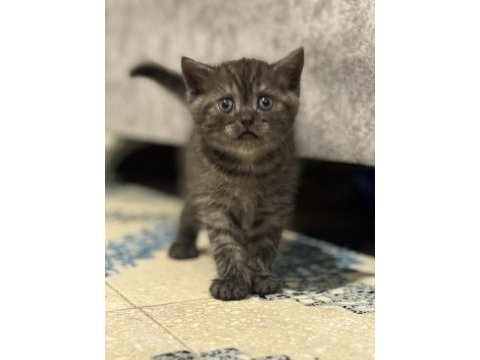 1.5 aylık british shorthair