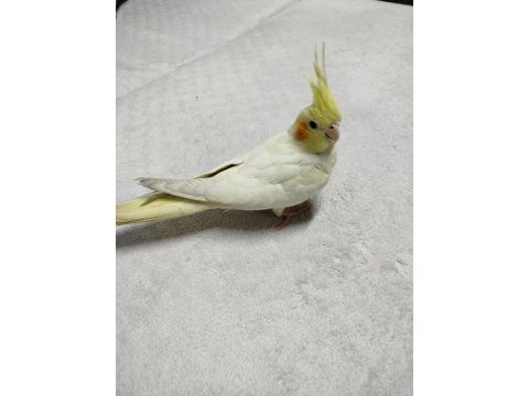 Sultan papağanı lutino 4 aylık