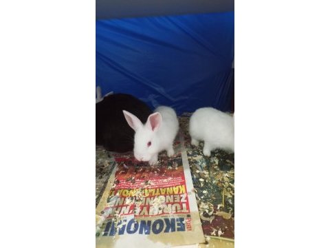 Tavşan aslanbaş cüce ponomon