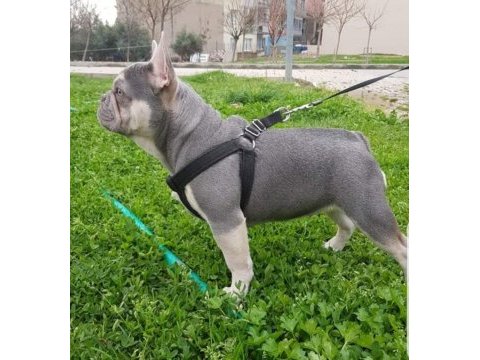 Lilac tan quad french bulldog