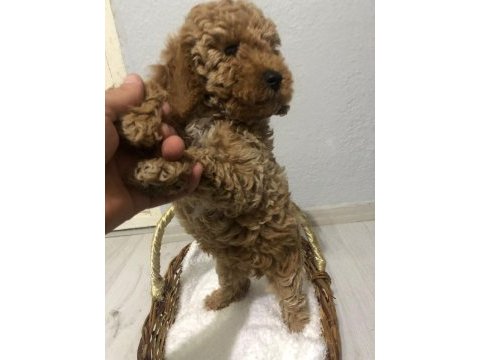 Poodle yavrumuz yeni yuvasını bekliyor