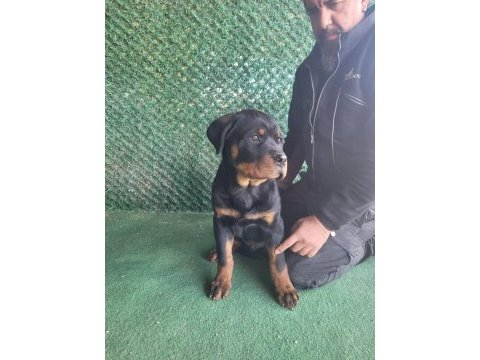 Fcı şecereli rottweiler