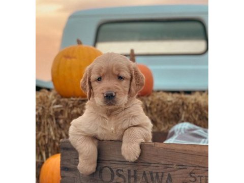 Türkiyenin en güvenilir çiftliğinden golden retriever