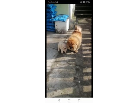 Chow cohw çin aslanı erkek dişi ve yavru