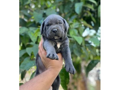 Safkan cane corso