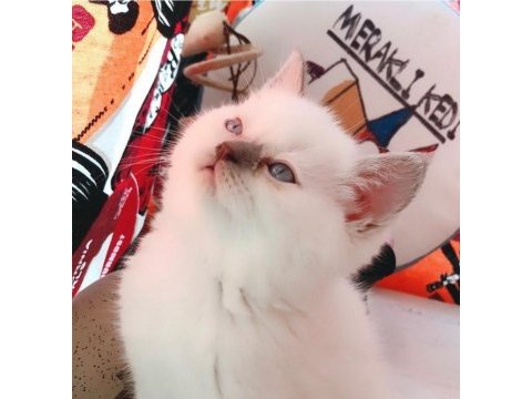 Kibar suratlı british shorthair kızım