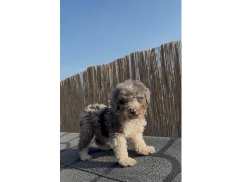 Safkan labradoodle bebekler