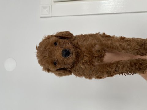 50 günlük toy poodle bebekler