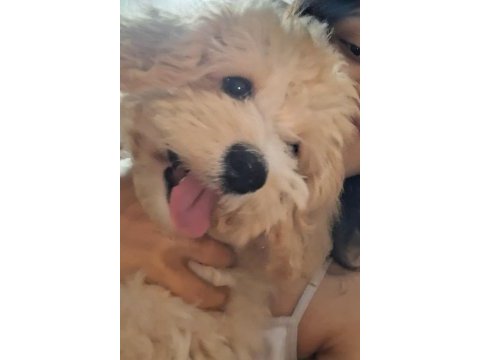 4 aylık maltipoo