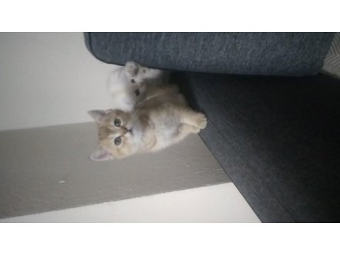 Yakışıklı kedimiz paşa