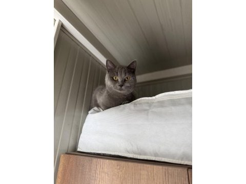 Acil karneli british shorthair