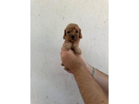 Mükemmel sağlıklı toy poodle yavruları dişi erkek