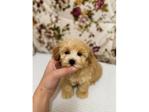 Sütlü kahveli küt burun maltipoo kızımız