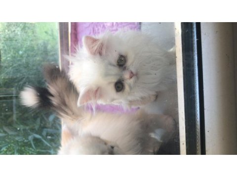 Sevimli exotic shorthair yavru