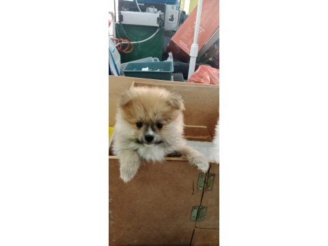 Pomeranian köpeği yavrularımız
