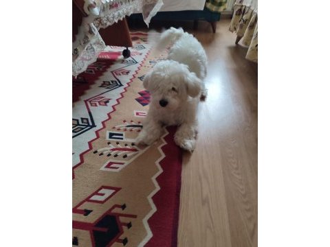 6 aylık erkek köpeğimiz