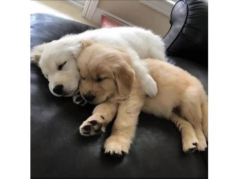 Sağlık ve ırk garantili oyuncu golden retriever köpekler
