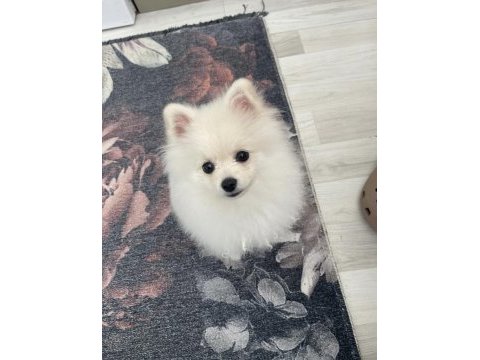 3 aylık pomeranian
