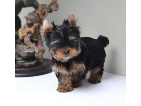 Mini minnak yorkshire terrier yavrular