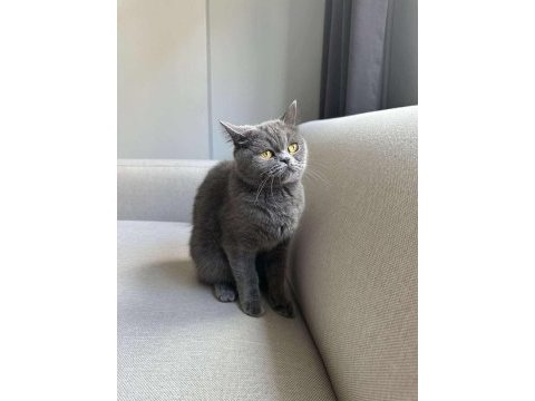 Gri british shorthair cinsi kedimize yeni yuva arıyoruz