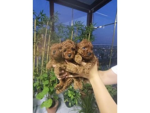 Kore poodle yavrular