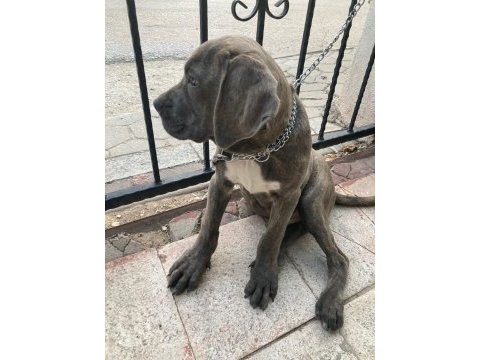 Cane corso blue renk bir dişi ve bir erkek