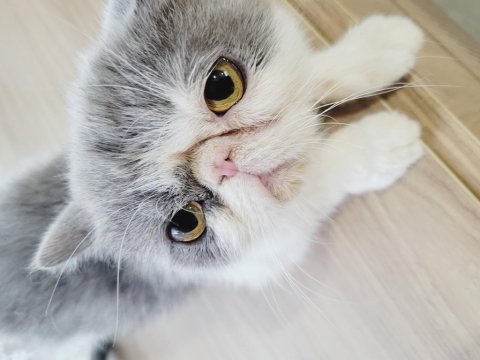 Laydy exotic shorthair kızım