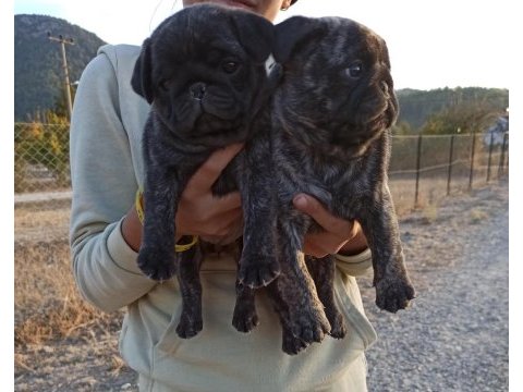 Safkan pug