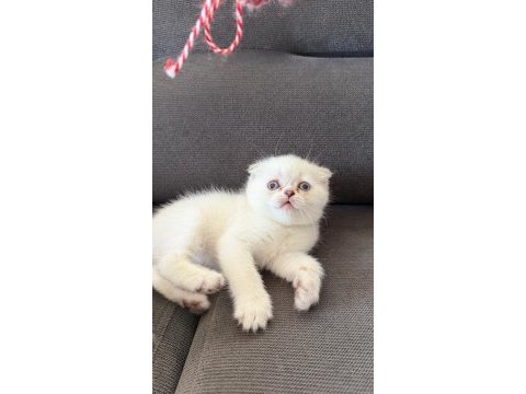 Teslime hazır mükemmel bir scottish fold