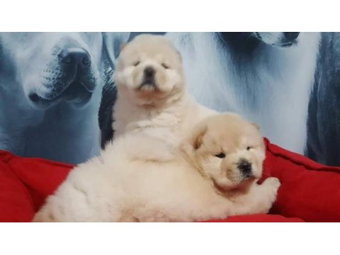 Çin aslanı yavrularımız (chow chow)